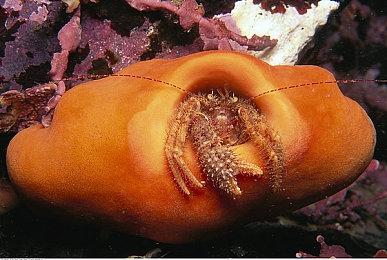 《Ecumene Aztec》反殖民惹怒西班牙右翼 官网被盗